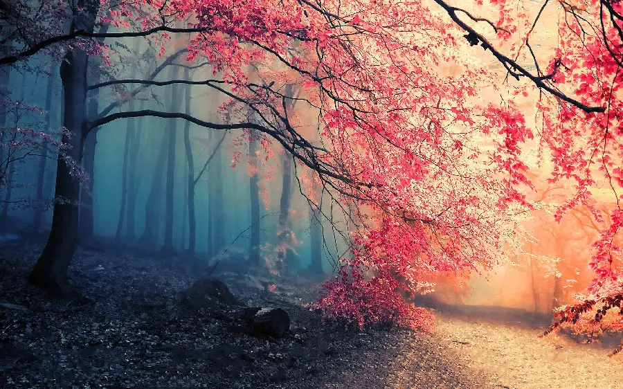 عکس پروفایل ویدنی با طرح جنگل برای دوستداران فصل پاییز