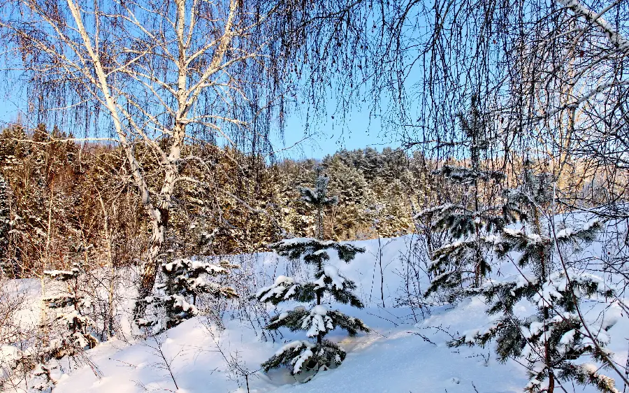 جدید ترین تصویر ها از برف های سفید در فصل زمستان 