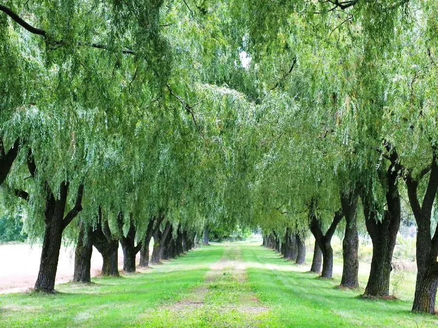 عکس استوک جاده سرسبز بهاری با حاشیه درختان بید تماشایی