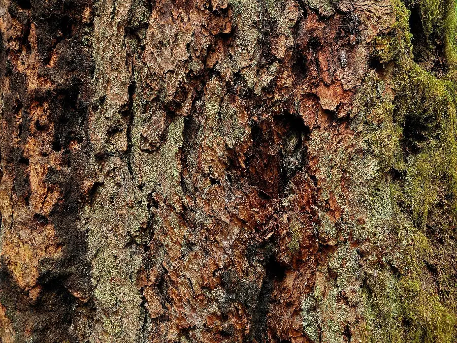 تصویر استوک اچ دی HD پوست تنه درخت عتیقه و کهنسال 