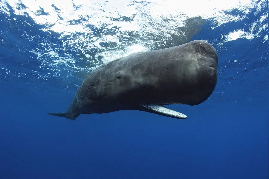 تصویر زمینه نهنگ اسپرم یا نهنگ عنبر کوتوله در آب های اقیانوس
