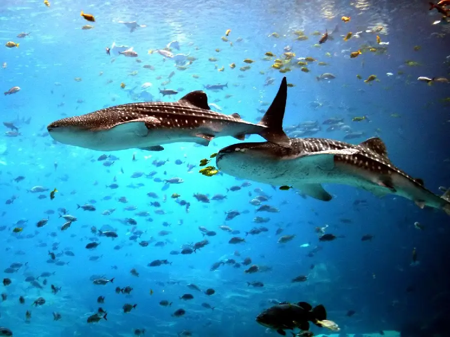 دانلود عکس واقعی کوسه نهنگ یا وال کوسه whale shark 