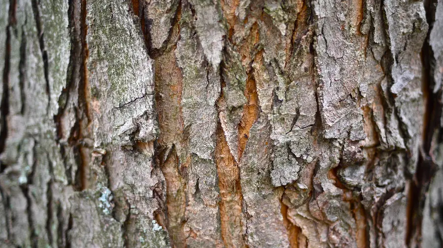 دانلود عکس استوک پوست تنه درخت قدیمی برای پرینت بدون افت کیفیت 