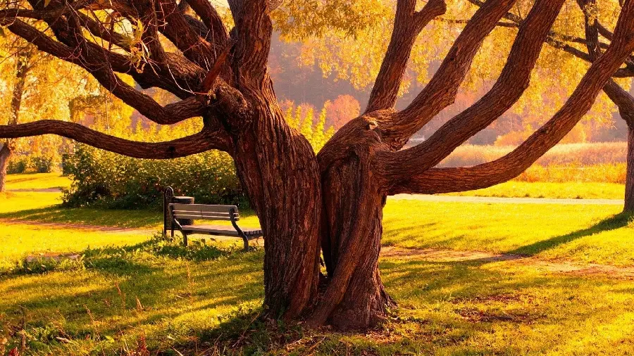 والپیپر جالب توجه از فصل رنگ ها برای پروفایل پاییزی