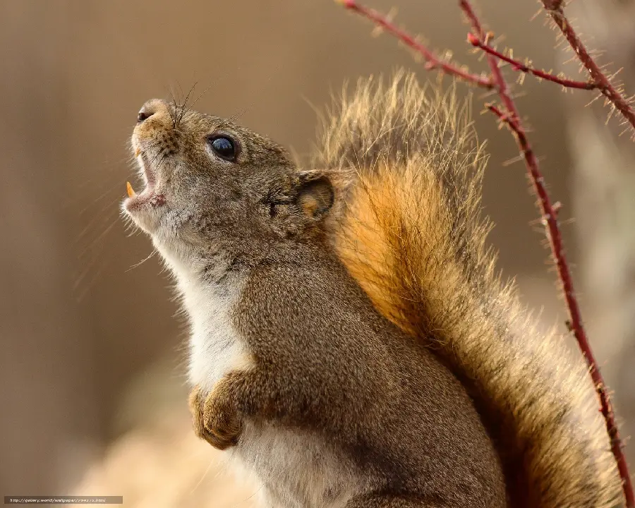 عکس استوک سنجاب قرمز درحال صداکردن هم نوعانش در طبیعت ازاد