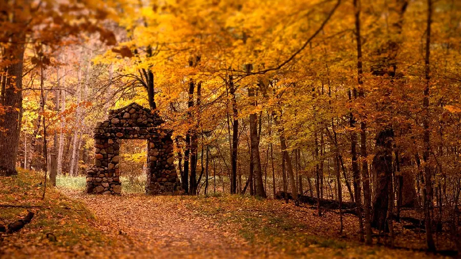 تصویر زمینه با کیفیت برای لپتاپ با طرح جنگل بکر در پاییز