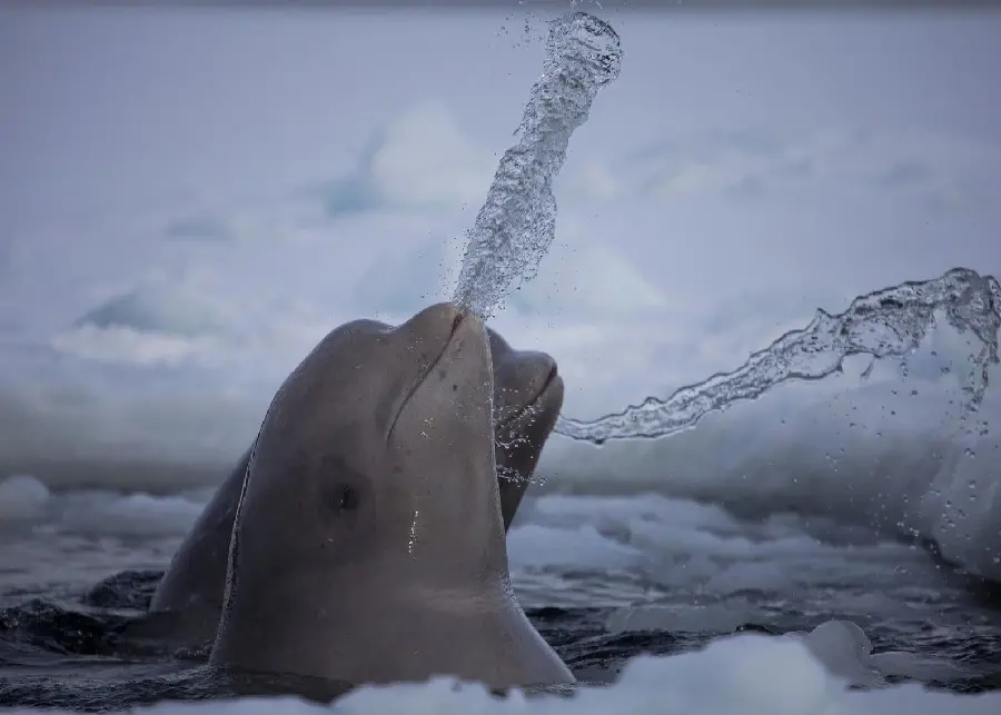 استوک خیلی جالب و تماشایی نهنگ های بلوگا برای گرفتن اکسیژن در سطح اب
