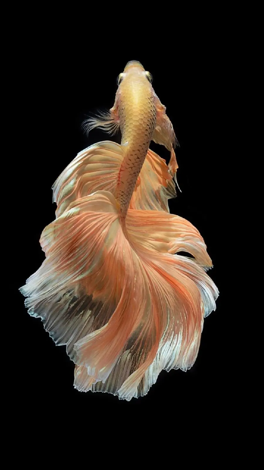 عکس ماهی با باله های ظریف و جذاب با کیفیت فوق العاده