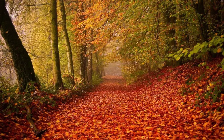 تصویر زمینه ناب از برگ های زرد و نارجی خشک پاییز  روی زمین جنگل 
