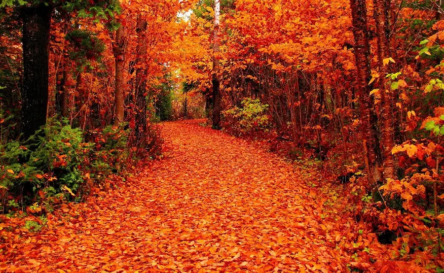 خوشگل ترین استوک پاییز از جنگل و برگ های درحال ریزش