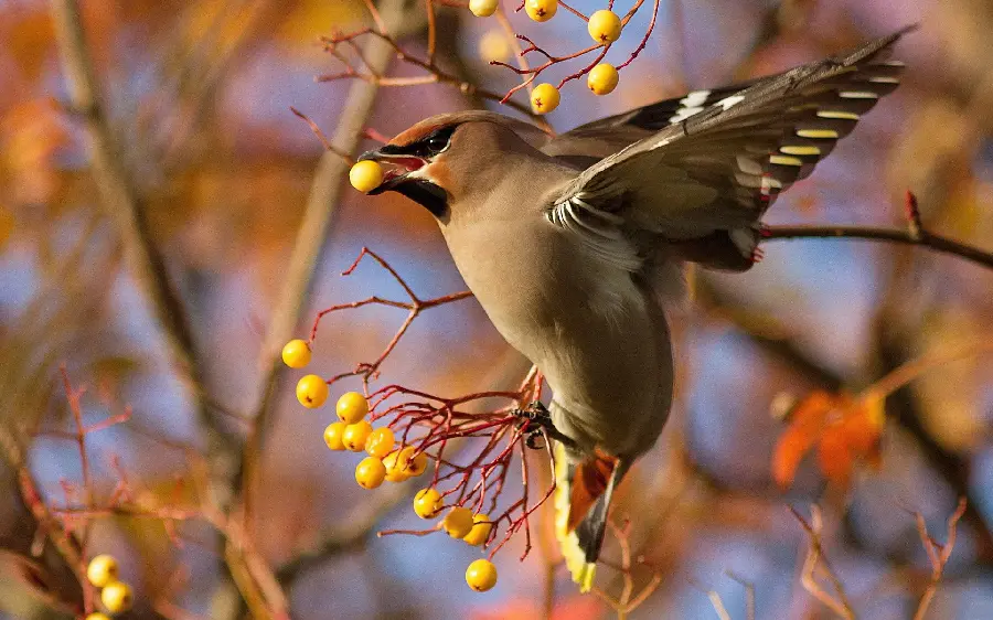 تصویر خیلی خوشگل از پرنده بال لاکی برای والپیپر دسکتاپ ویندوز