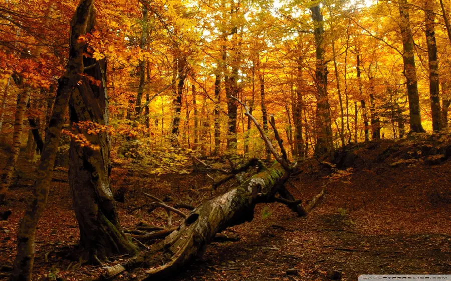 استوک با وضوح بالا از جنگل مرموز در فصل رنگ ها پاییز
