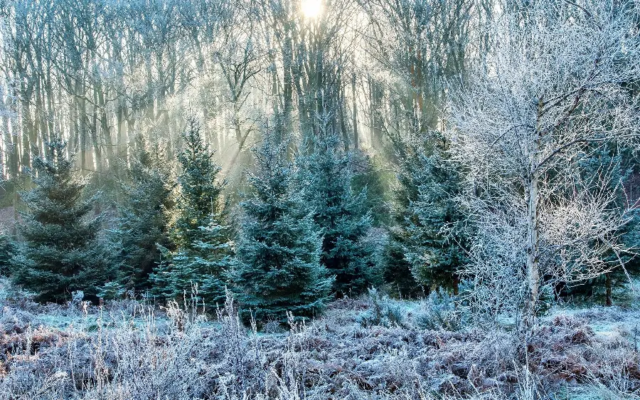 تصویر استوک جنگل در فصل زمستان با بالاترین کیفیت 