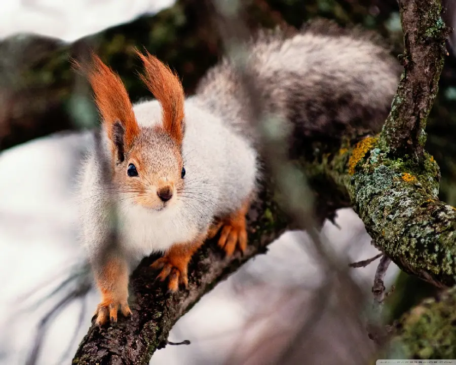 عکس گرفته شده از سنجاب قرمز در طبیعت ازاد و وحشی