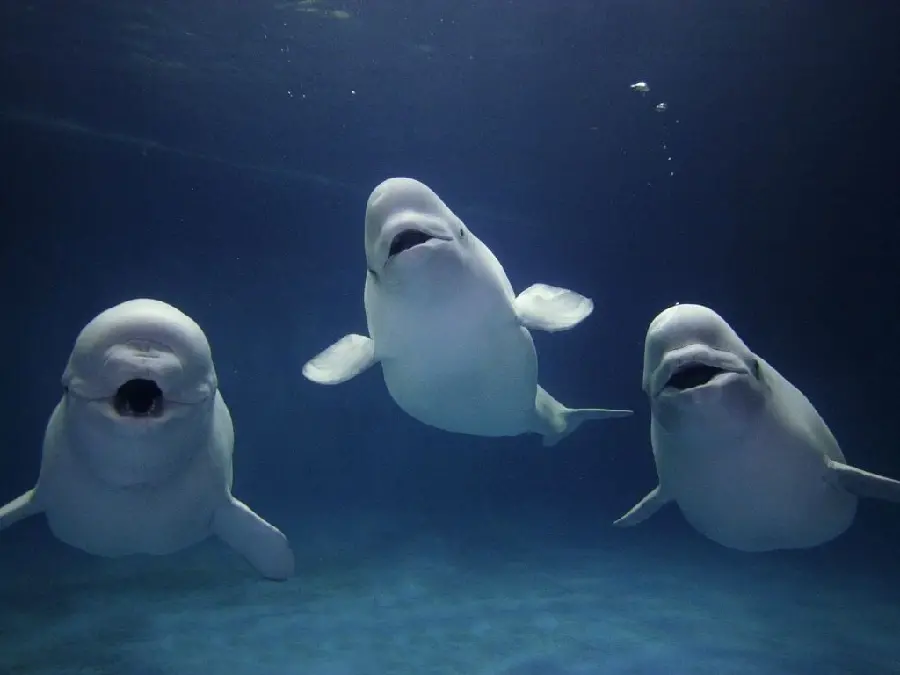 پس زمینه زیبای نهنگ های بلوگا Beluga whale