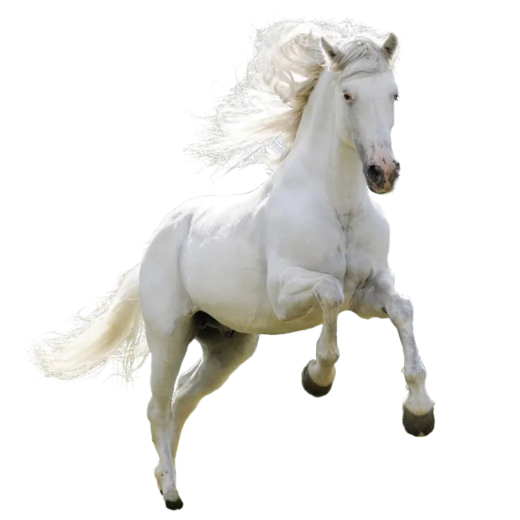 تصویر اسب سفید دور بریده شده با فرمت پی ان جی PNG 
