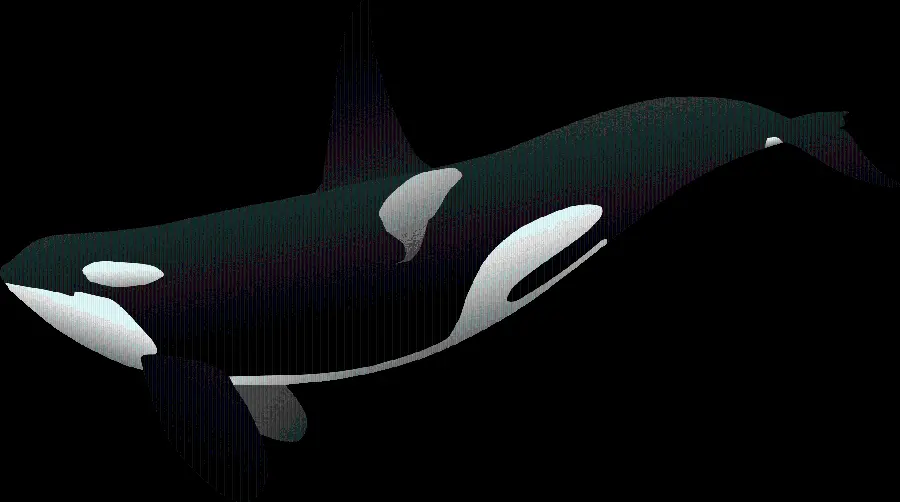 دانلود عکس نهنگ با فرمت پی ان جی PNG و دور بری شده 