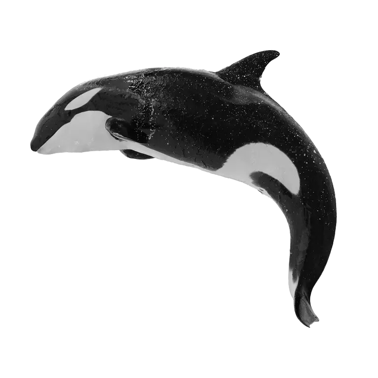 تصویر پی ان جی png و ساده نهنگ واقعی بدون پس زمینه 