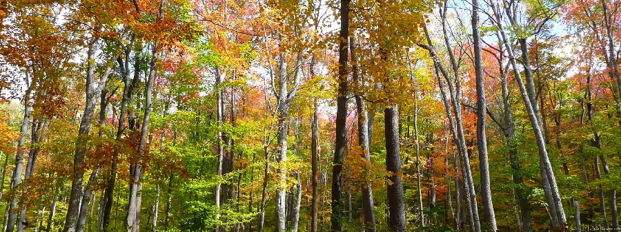 تصویر زمینه مخصوص دسکتاپ با اینچ بالا در تم جنگل و پاییز