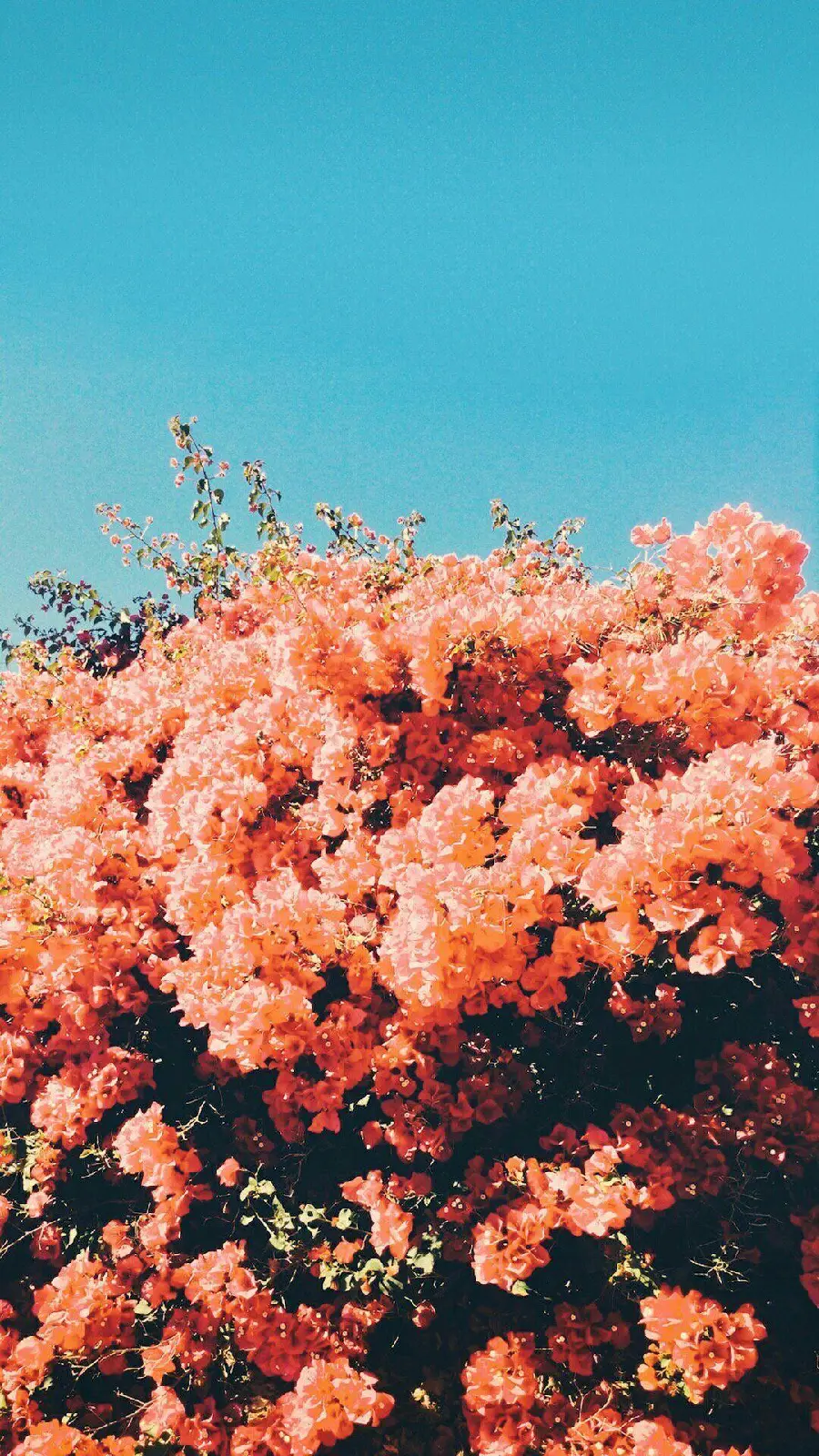 جدیدترین عکس کلاژ گل های رز صورتی جذاب برای پروفایل و پس زمینه 