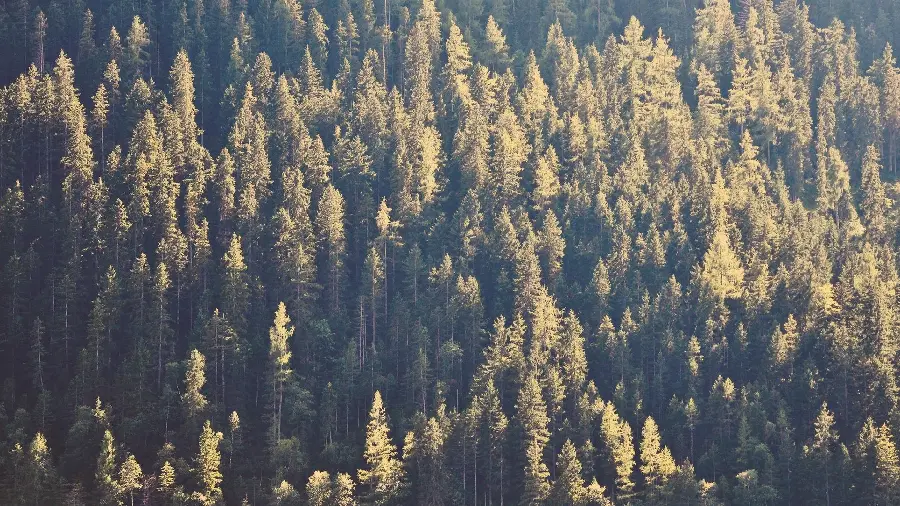دانلود عکس والپیپر کاج های جنگلی بزرگ با کیفیت FULL HD