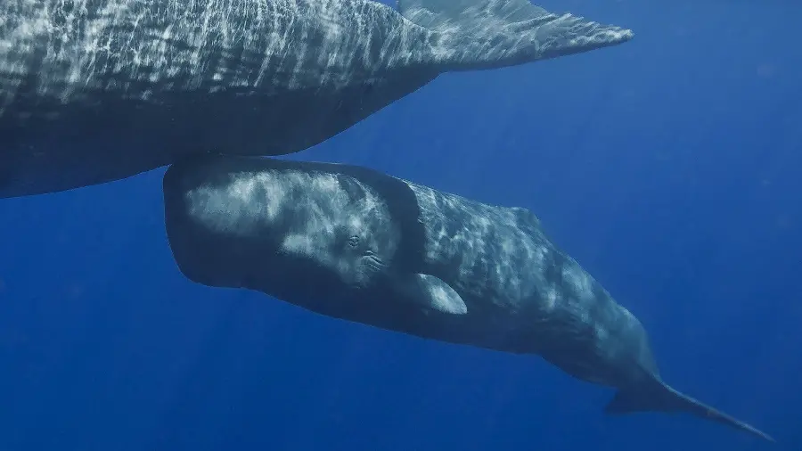 تصویر زمینه روابط نزدیک نهنگ عنبر مادر و بچه‌اش در آب های آزاد اقیانوسی