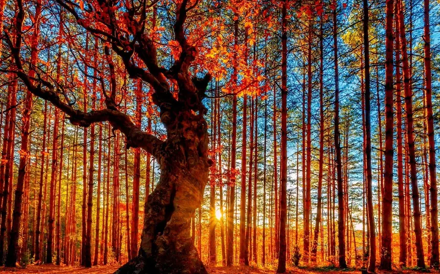 دانلود رایگان والپیپر با موضوع جنگل در فصل رنگی پاییز