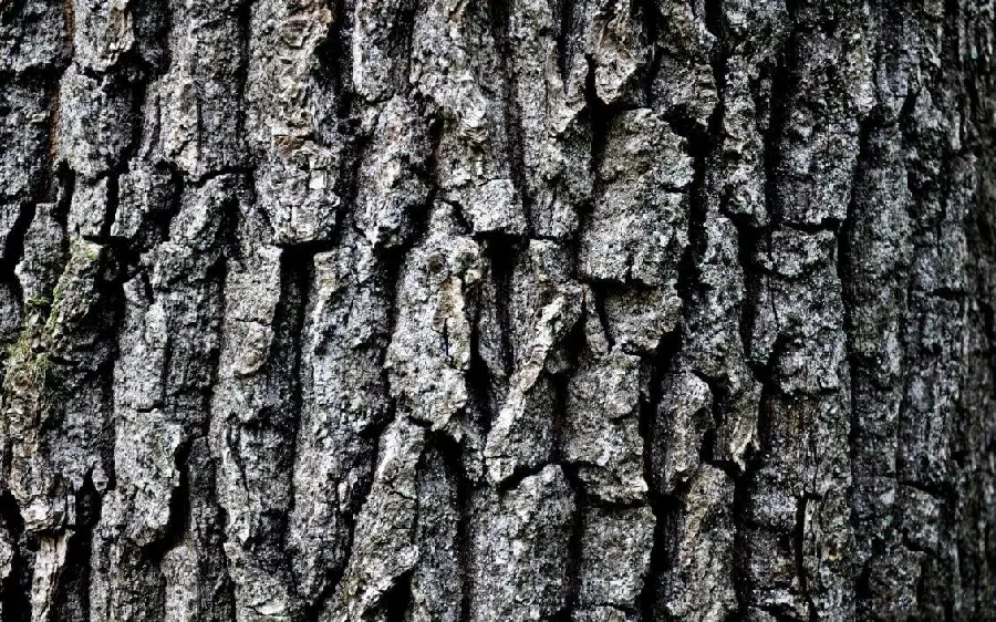 دانلود عکس رایگان و با کیفیت پوست درخت برای بکگراند و پروفایل 