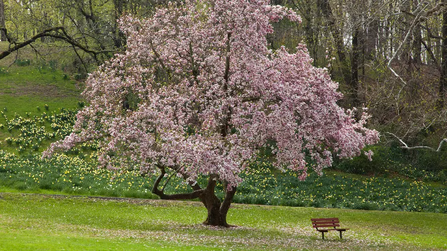 دانلود والپیپر درخت بهاری پر شکوفه با کیفیت فول اچ دی full HD 