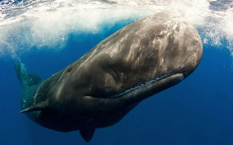 عکس گونه نهنگ اسپرم بزرگ‌ ترین نهنگهای اقیانوس