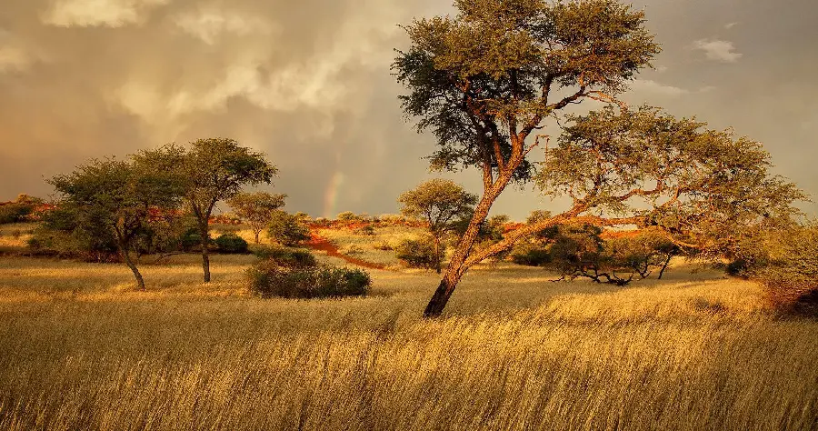پس زمینه حیوانات حیات وحش ساوانا آفریقای جنوبی South African wildlife