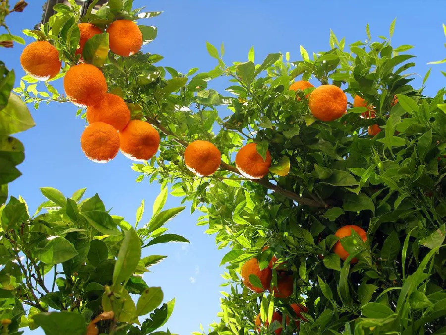 عکس استوک درخت میوه نارنگی در بکگراند آسمان آبی