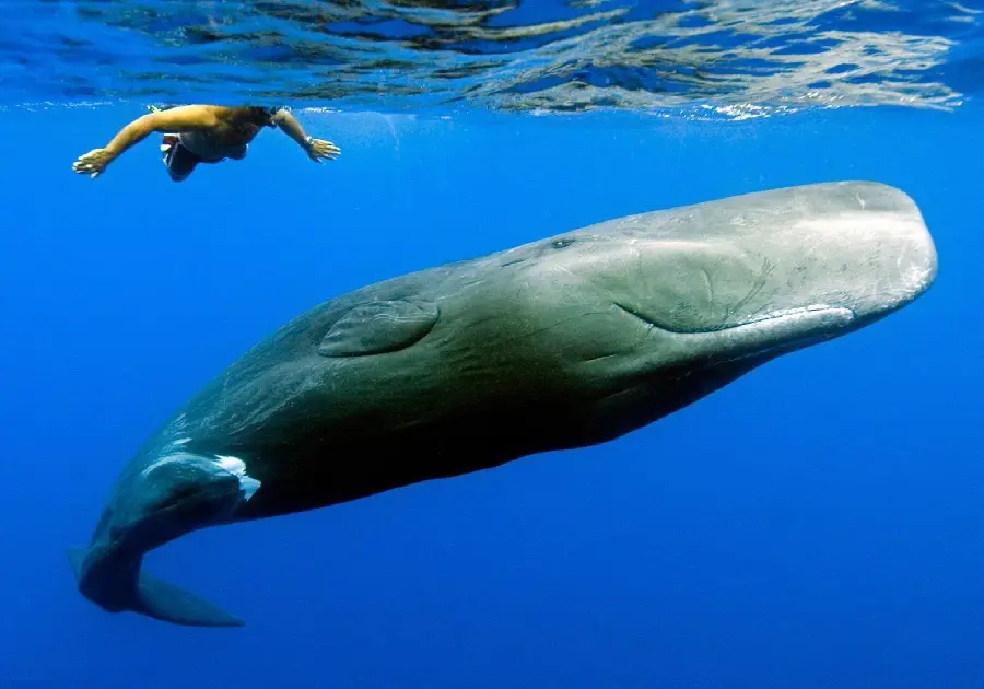 دانلود تصویر نهنگ عنبر (اسپرم) بالغ سیاه مایل به قهوه‌ای در آب های گرم و معتدل