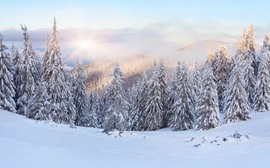 خفن ترین تصویر استوک زمستانی برفی از درختان تنومند HD 
