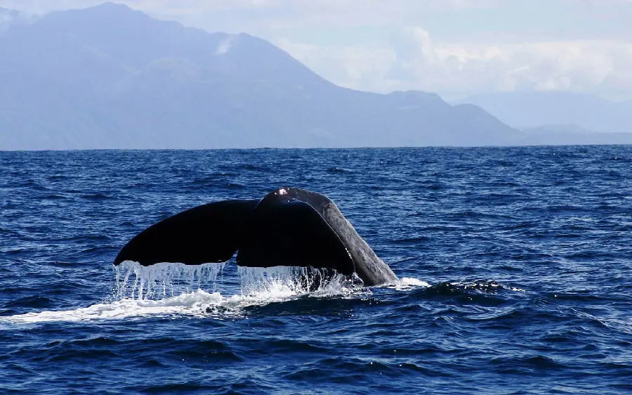 عکس استوک لحظه‌ای غافلگیر کننده از شیرجه نهنگ عنبر یا اسپرم 