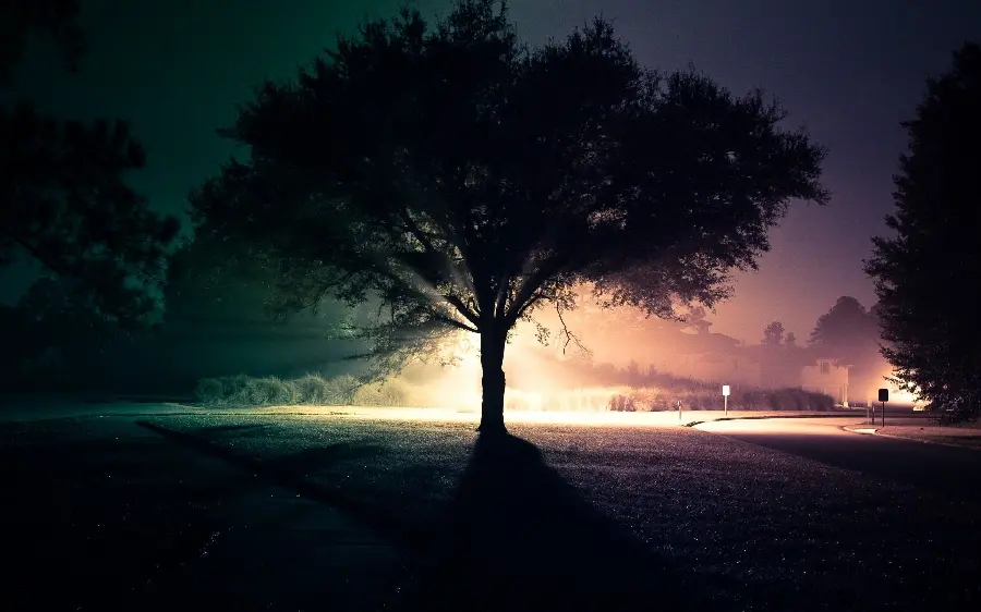 خاص ترین عکس زمینه درخت تنهای پر بار بزرگ در تاریکی شب