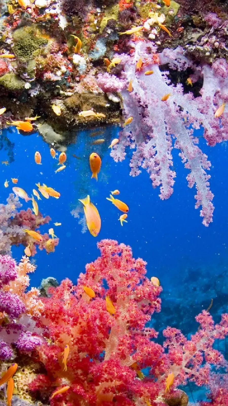 عکس صخره های مرجانی ارزشمند برای جذب گردشگر و غواص