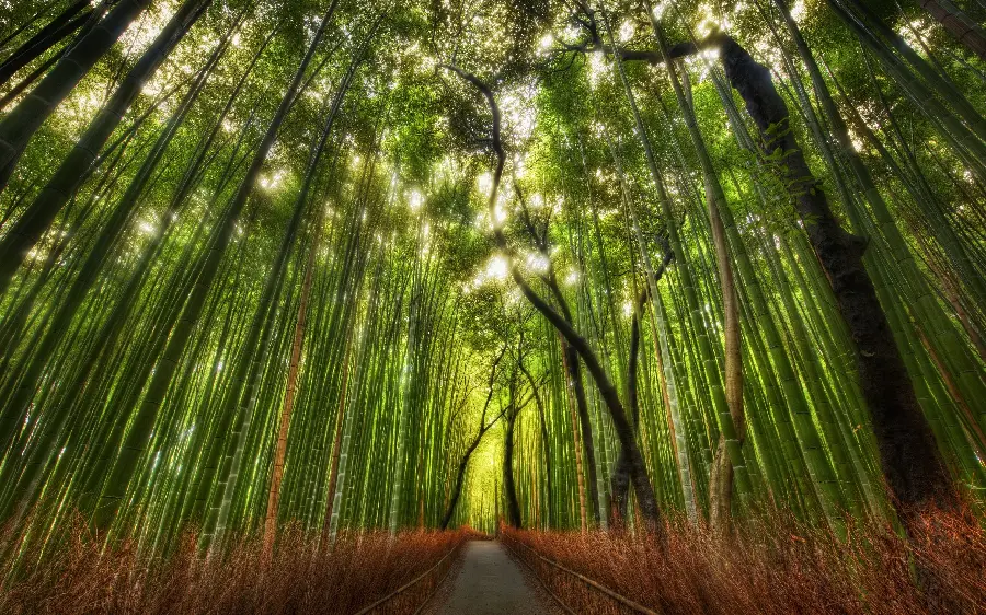تصویر جنگلی درختان بلند قامت و سرسبز با کیفیت و جذاب 