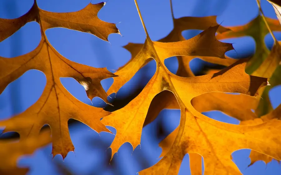 عکس فوق العاده قشنگ برگ خشک شده پاییزی با کیفیت فورکی 4k 
