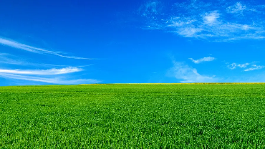 دانلود عکس ساده علف و چمن های سبز با آیمان آبی صاف 