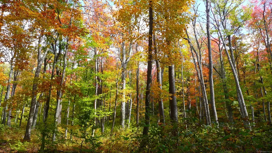 عکس فوق العاده با بهترین زاویه عکاسی از جنگل رو به پاییز