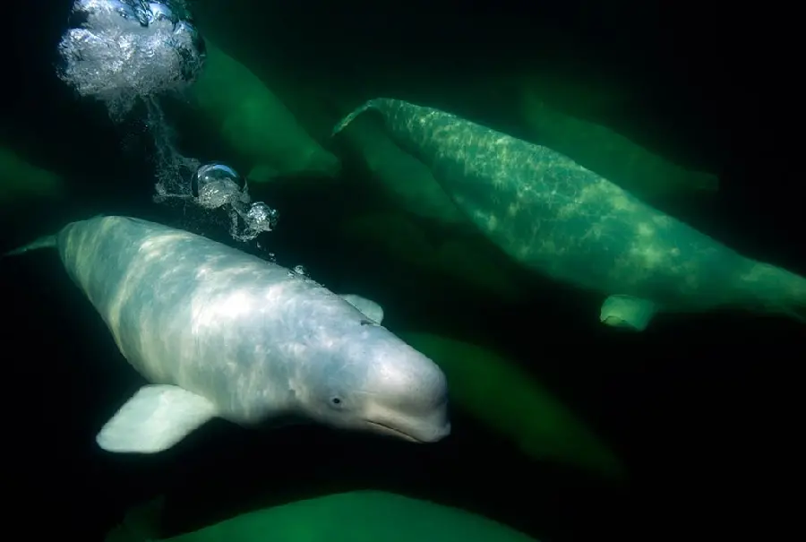 والپیپر باحال و خیره کننده گروهی از پستانداران غول پیکر دریا به نام نهنگ بلوگا