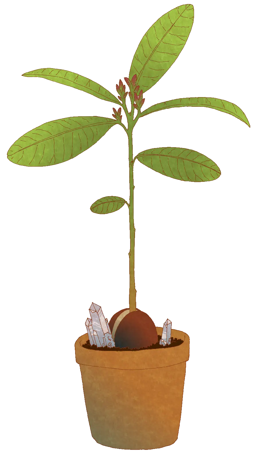 تصویر گل و گیاه کاشته شده آواکادو در گلدان با کیفیت بالا 