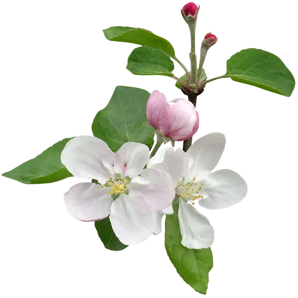 عکس پی ان جی PNG  گل درخت سیب ترانسپرنت دوربری شده