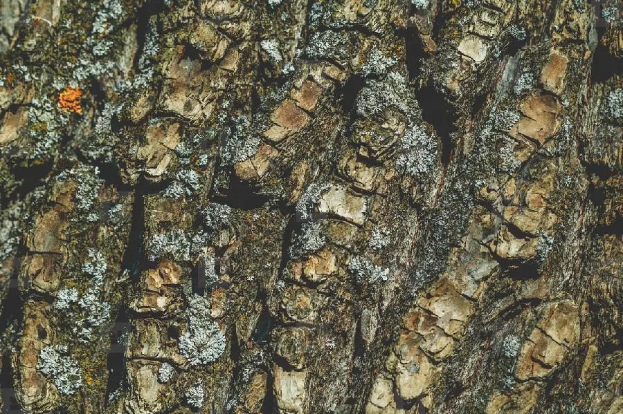 دانلود عکس استوک رایگان پوست درخت زیبا و خوشگل واقعی برای چاپ 