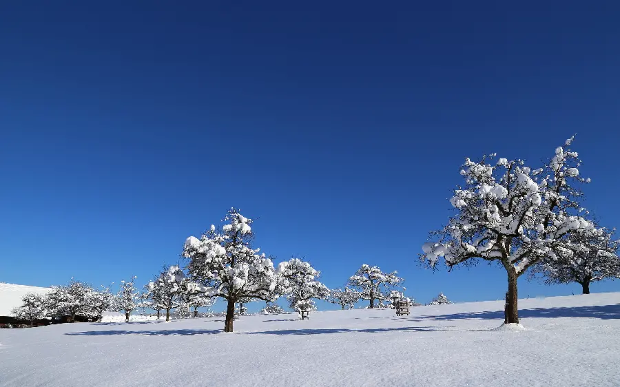 عکس درختان کاج سفید پوش در فصل برفی زمستان برای زمینه دسکتاپ