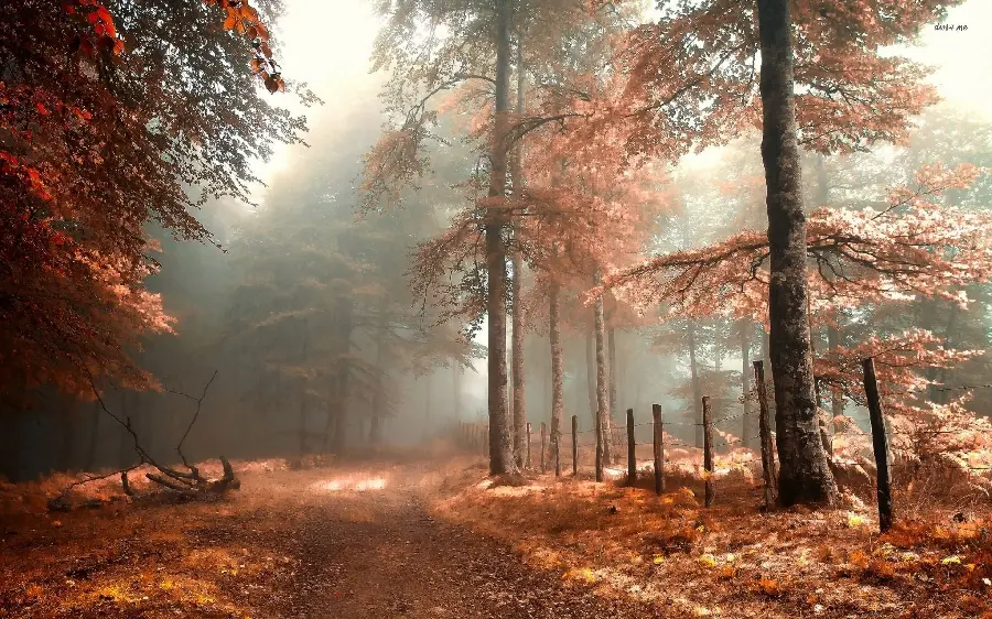 والپیپر رویایی از جنگل در فصل پر زمز و راز  پاییز