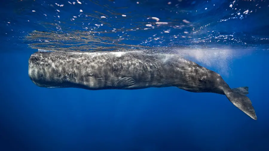 عکس نهنگ اسپرم سیاه مایل به قهوه‌ای چهارگوش و آرواره‌ پایین در سطح اقیانوس