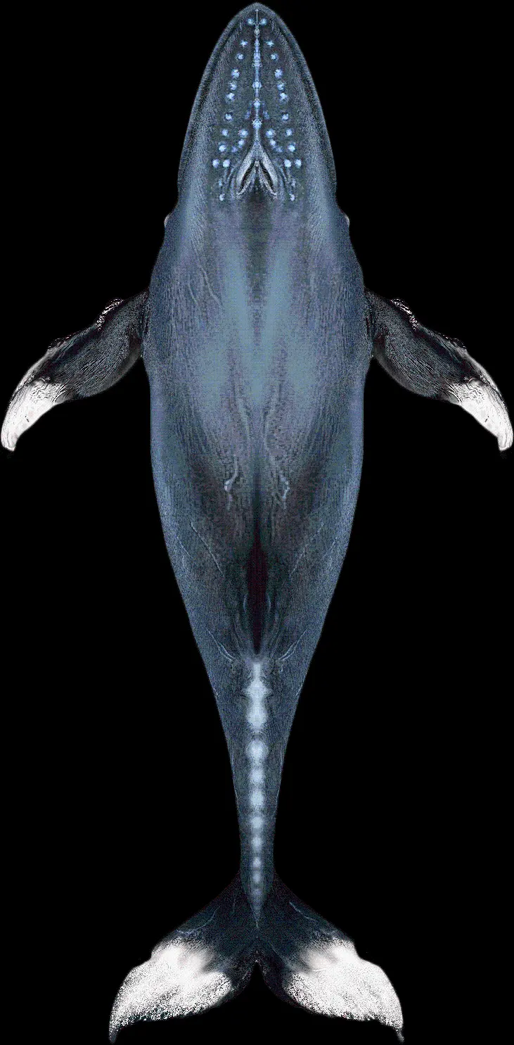 جالب ترین تصویر گرفته شده از نهنگ واقعی  با زمینه مشکی 