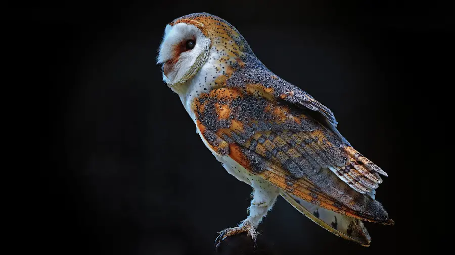 عکس استوک از ژست خاص جغد انبار یا جغد سفید Barn owl با کیفیت HD